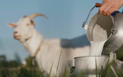 Kenali Manfaat Susu Kambing untuk Anak: Solusi untuk si Kecil