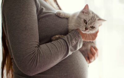 Bahaya Bulu Kucing bagi Ibu Hamil, Jangan Anggap Remeh Risikonya!