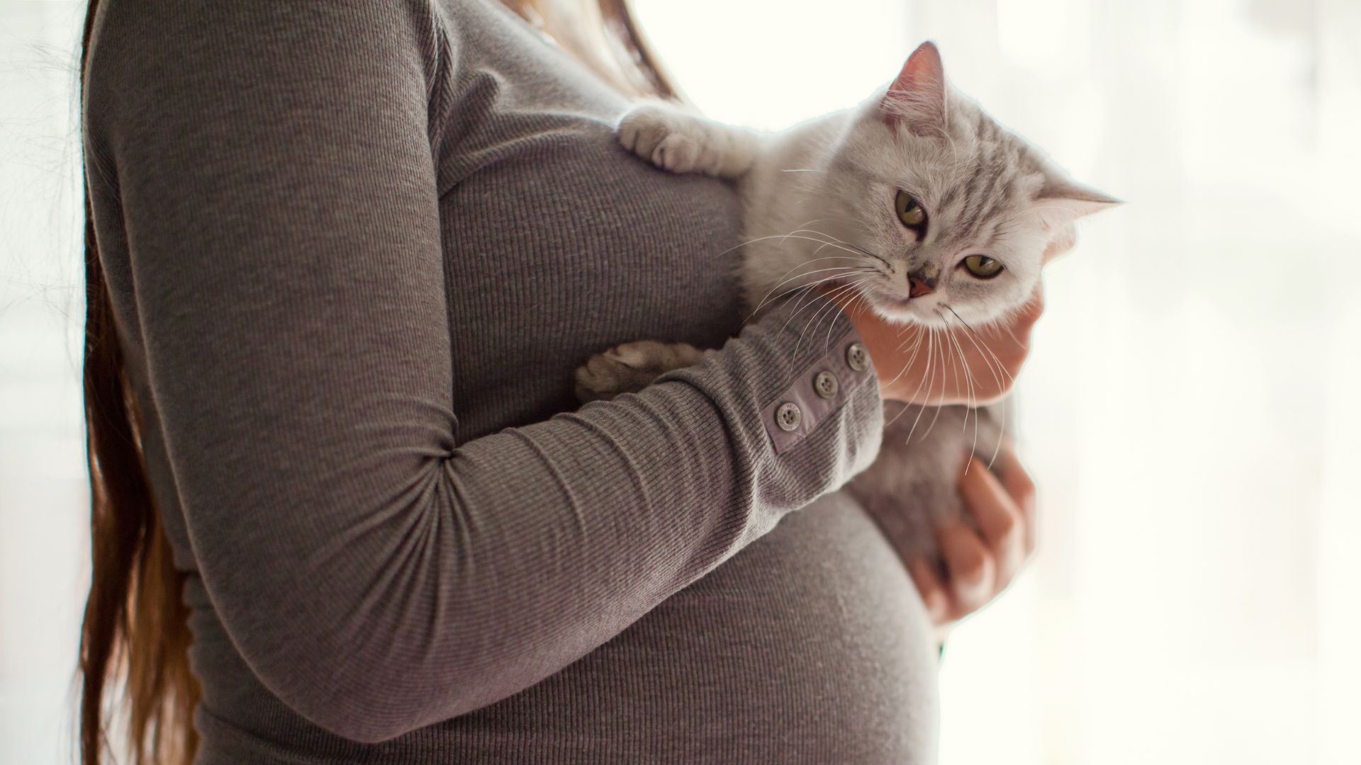 bahaya bulu kucing bagi ibu hamil