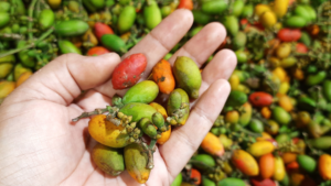 manfaat kulit melinjo