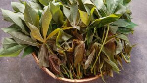 daun singkong untuk ibu hamil