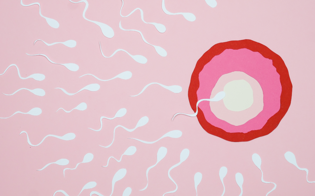 Sperma Bertahan Berapa Lama di Tubuh Wanita? Ini Faktanya!