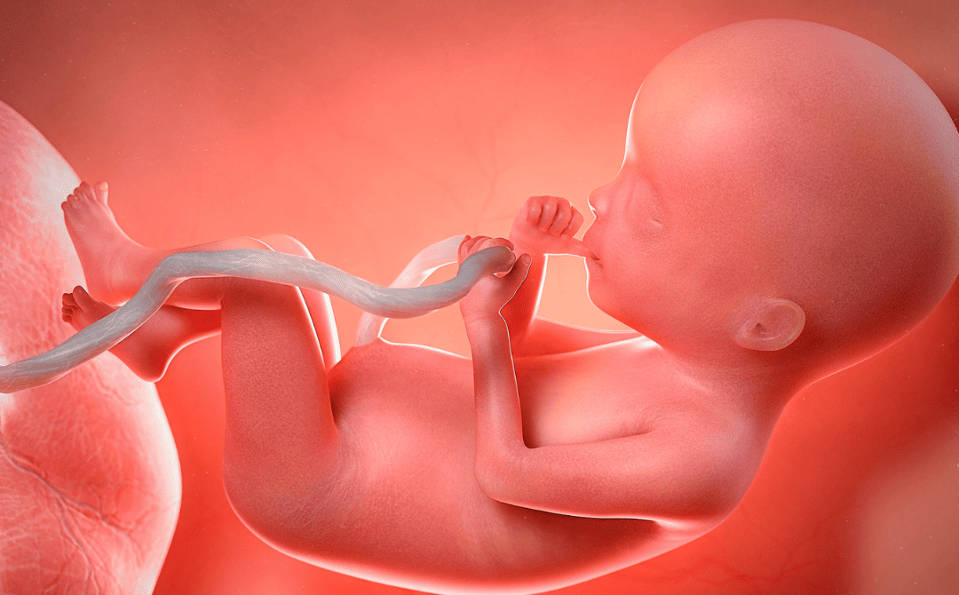 Tahapan Perkembangan Janin pada Kehamilan Trimester 3 dan Tanda Pertumbuhan yang Normal