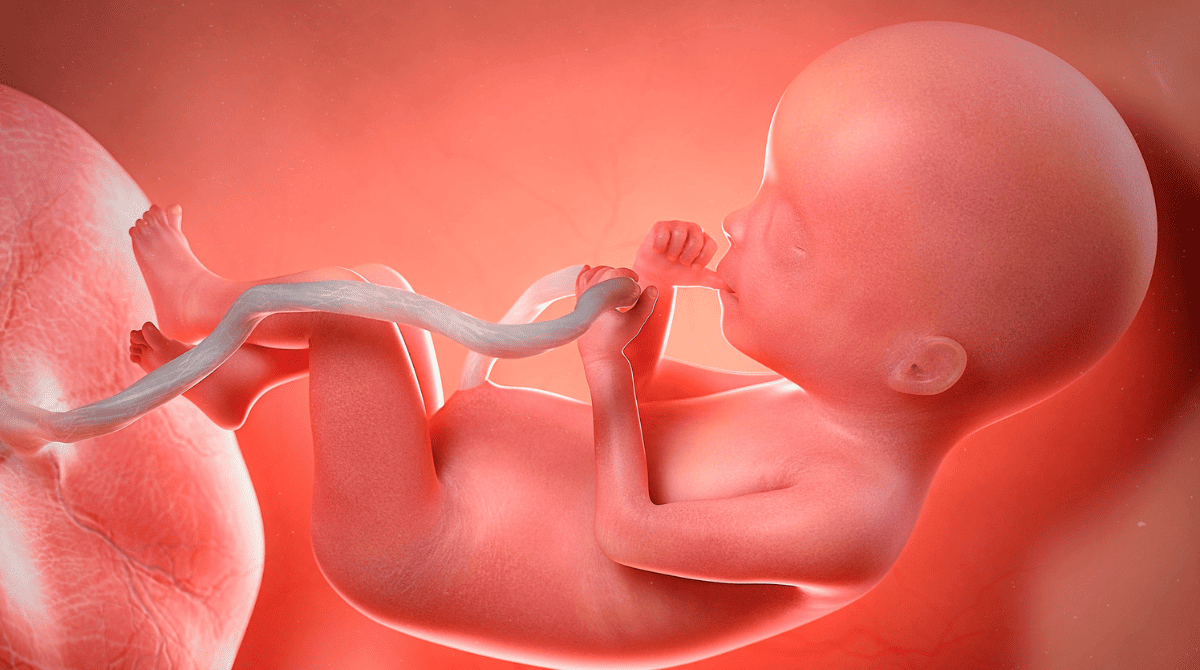 perkembangan janin di trimester 3 kehamilan (1) perkembangan janin di trimester 3 kehamilan (1)