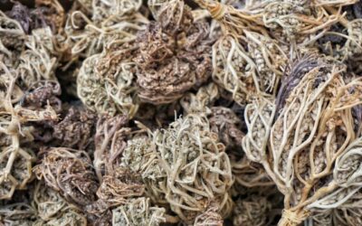 Apa Itu Rumput Fatimah? Kenali Risiko dan Bahayanya untuk Ibu Hamil dan Ibu Melahirkan